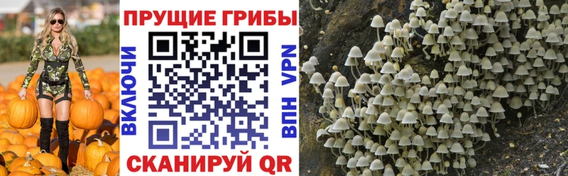 Псилоцибиновые грибы Cubensis  OMG   Балабаново 